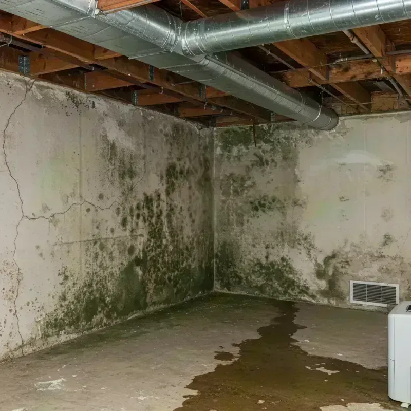 Professional Mold Removal in Wheat Ridge, CO